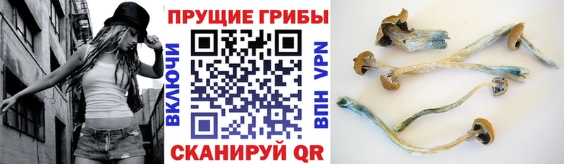 KRAKEN   Ртищево  Псилоцибиновые грибы ЛСД 