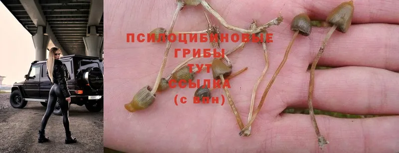 Галлюциногенные грибы Psilocybe  купить   гидра ССЫЛКА  Ртищево 